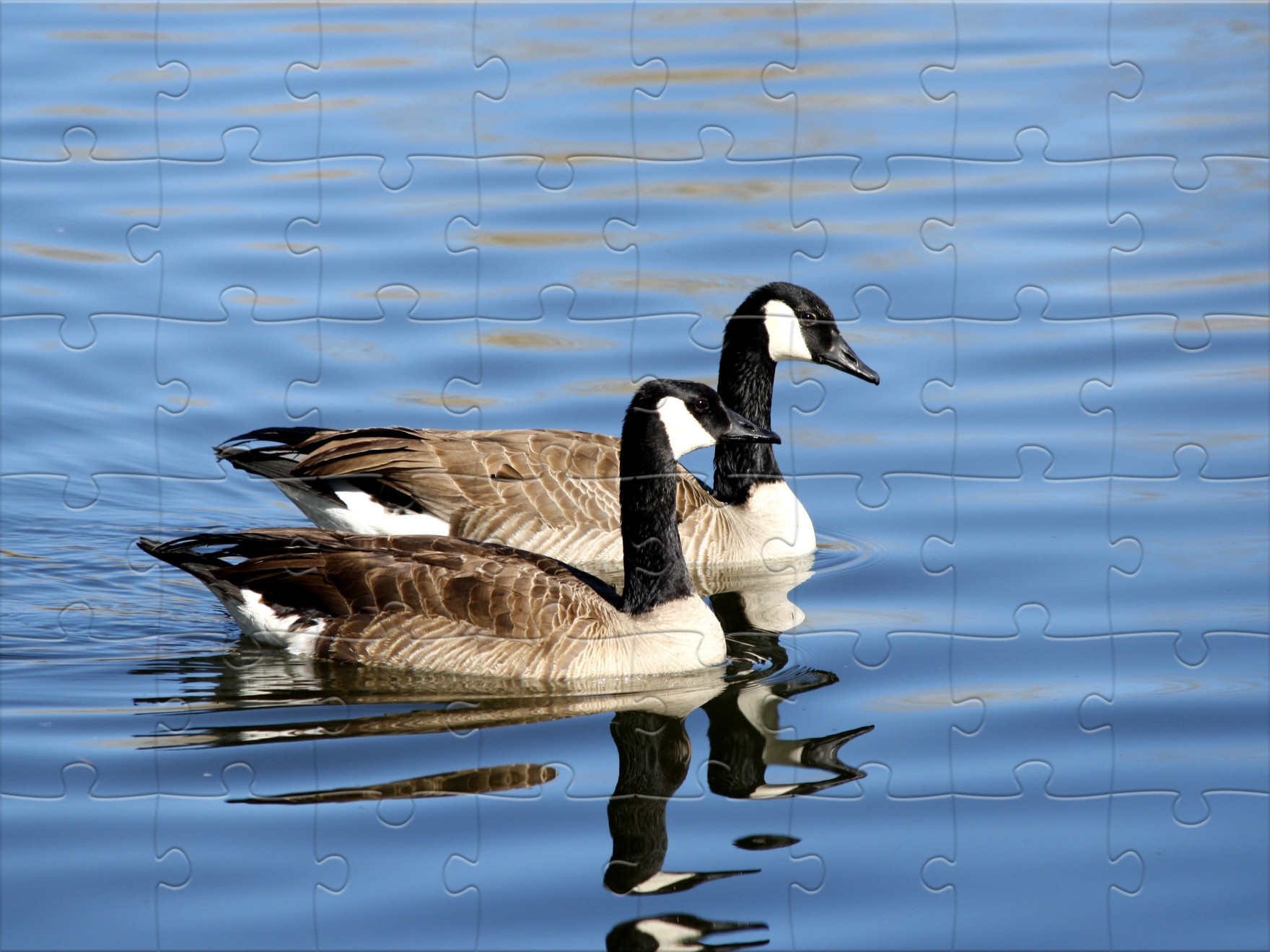 48 Pieces Jigsaw puzzle Canadian Geese